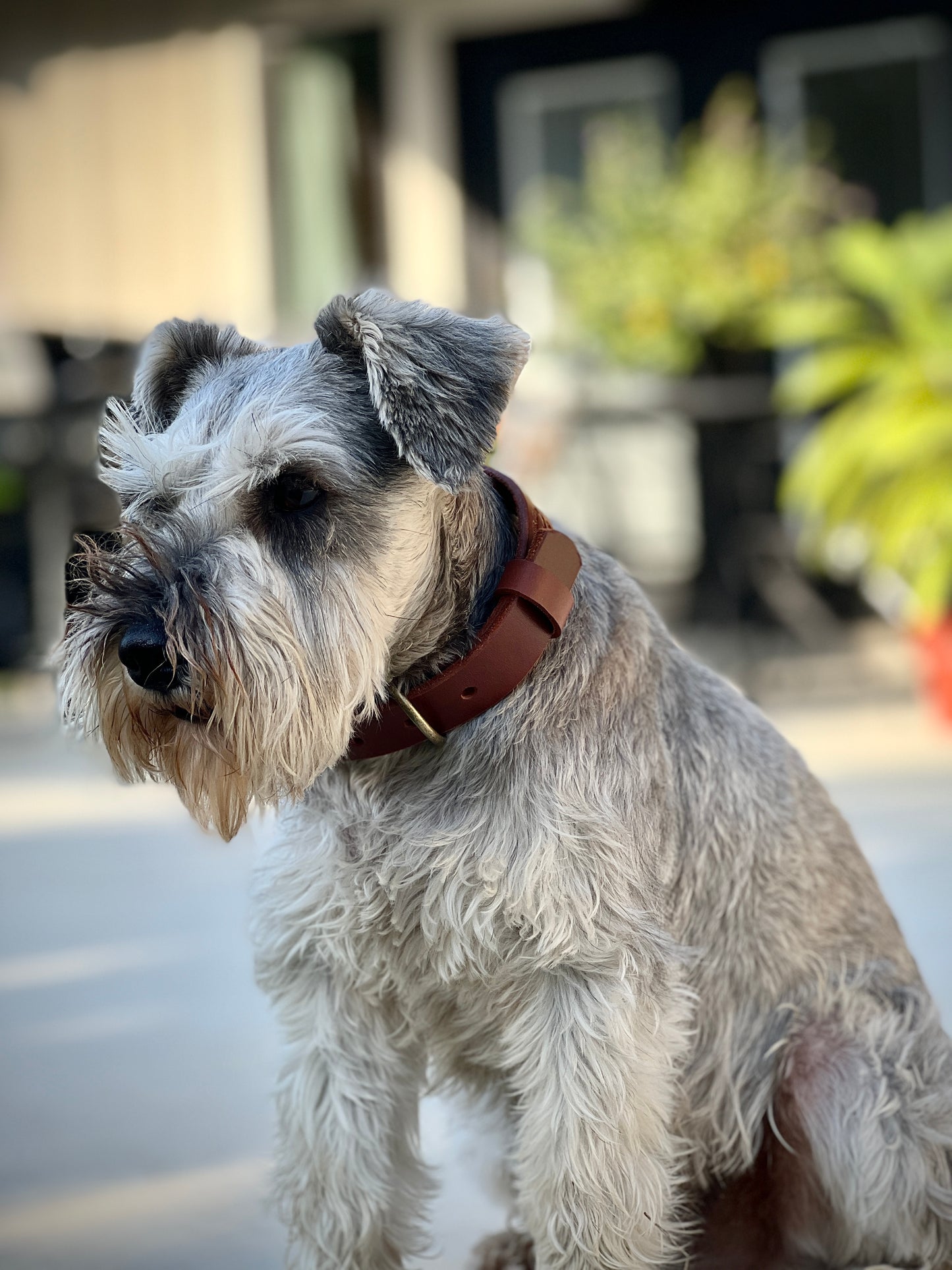 Dog Collar