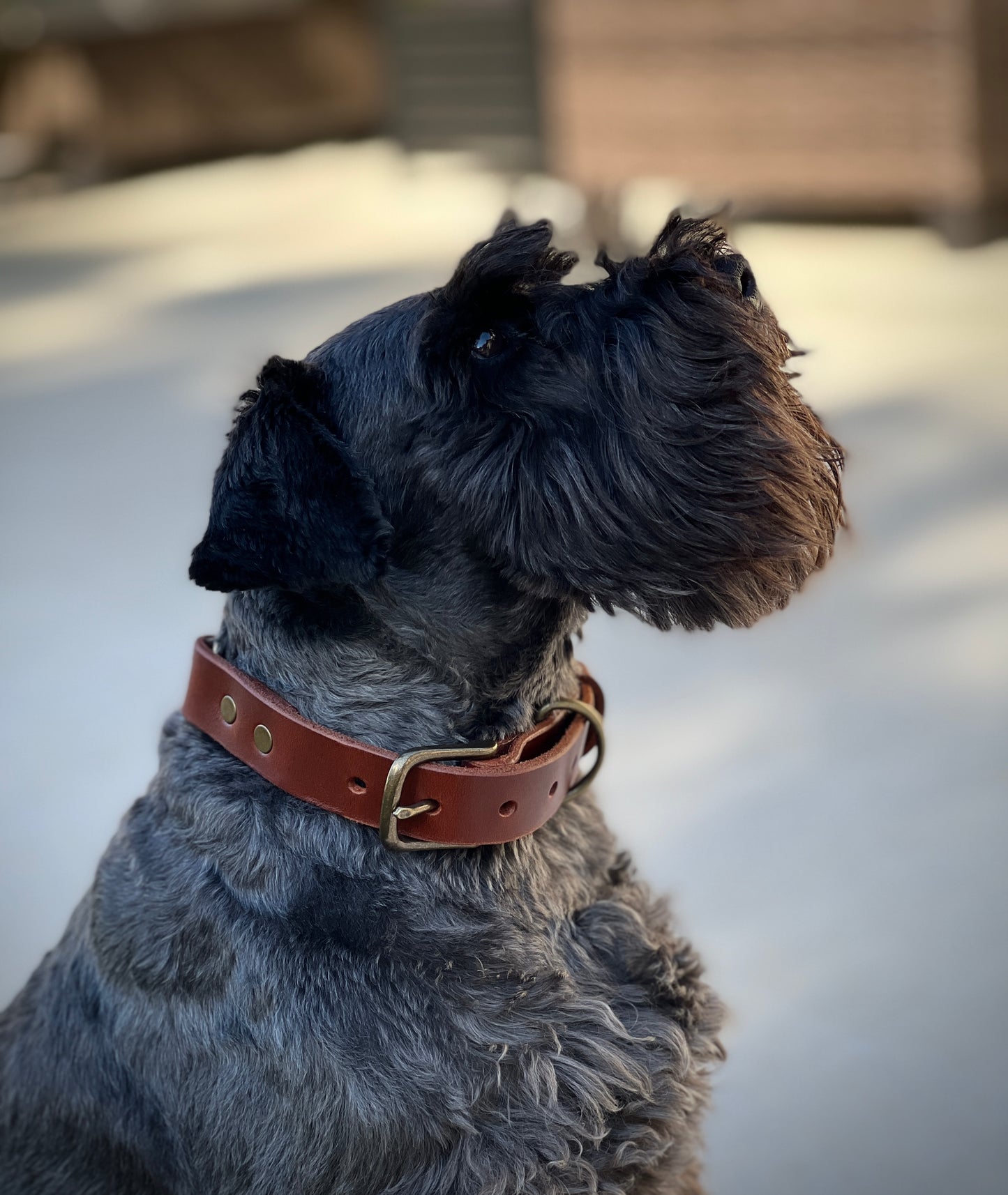 Dog Collar