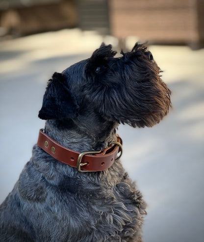 Dog Collar