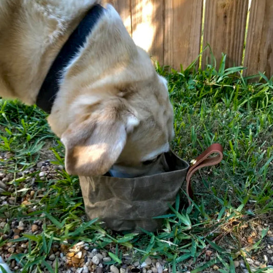 Dog Bowl